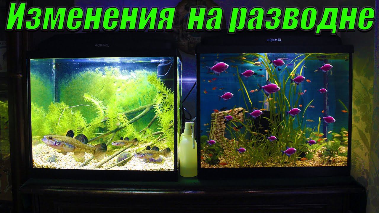 Изменения на разводне. Убрал всю элодею из аквариума. Скормил ротанов окуням. смотреть онлайн