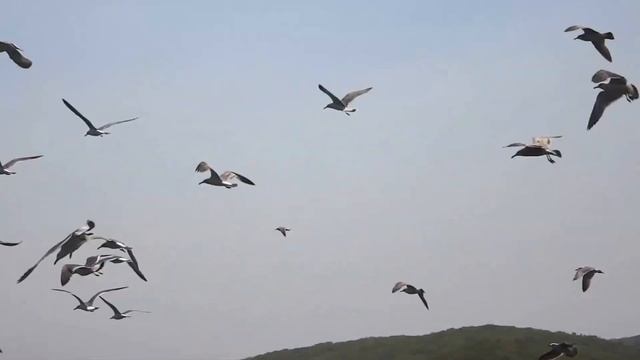Чайки. смотреть онлайн