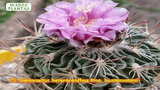 33 TIPOS DE CACTUS STENOCACTUS смотреть онлайн