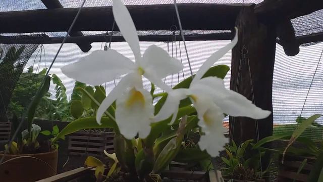 Cattleya labiata var.alba смотреть онлайн