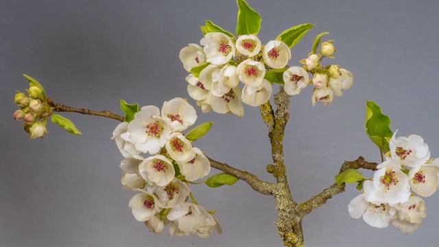 Blooming Flowers Timelapse|| Beautiful Flowers Blooming 🌺🌷🌺🌺