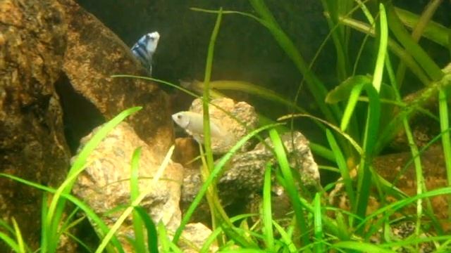 Labidochromis chisumulae "Chisumulu Island" courting pair III смотреть онлайн