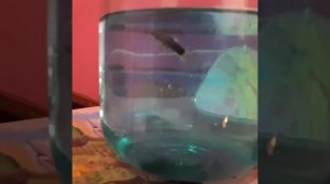 Моей рыбке полегчало. Помог Антипар.