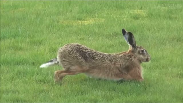 Лев, Волк, Гиена, Шакал, Заяц, Медведь, Лиса, ТЫ ЭТО ТОЧНО НЕ СЛЫШАЛ смотреть онлайн