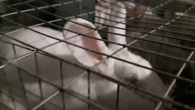 Калифорнийский кролик l На что обращать внимание l Кролики в разведение смотреть онлайн