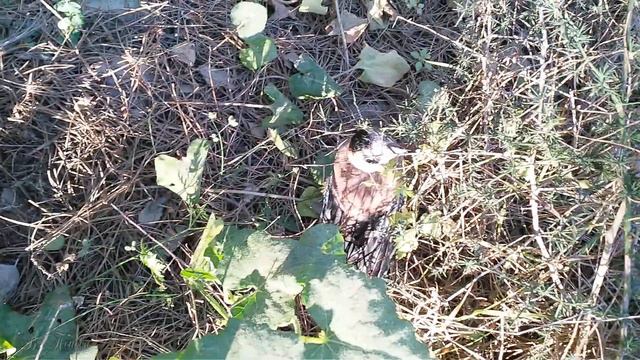 ИЗРАИЛЬ.ISRAEL Майские зарисовки Наш лес. Галилея. Израиль. May sketches. Our forest смотреть онлайн