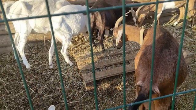 Советы: где грань между прямолинейностью и бестактностью. И конечно козы... смотреть онлайн