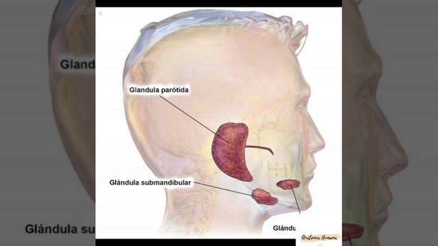 APARATO DIGESTIVO// Anatomía Humana смотреть онлайн