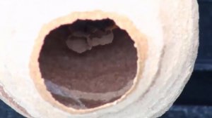 10 УДИВИТЕЛЬНЫХ ДОМИКОВ ЖИВОТНЫХ И КАК ОНИ УСТРОЕНЫ