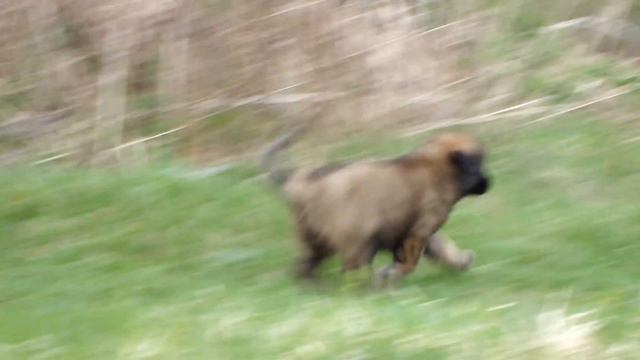 Амирас Платинум Роланда смотреть онлайн