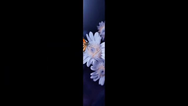 Beautiful❤ Insane😉Flowers🌸🌺 Images,Beautiful😍 Flowers Dp and Wallpaper,Beautiful Butterfly images,# смотреть онлайн