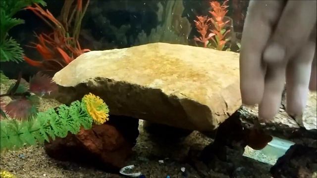 Blood Parrot Cichlid Behavior 🐟 Red Blood Parrot Fish Personality