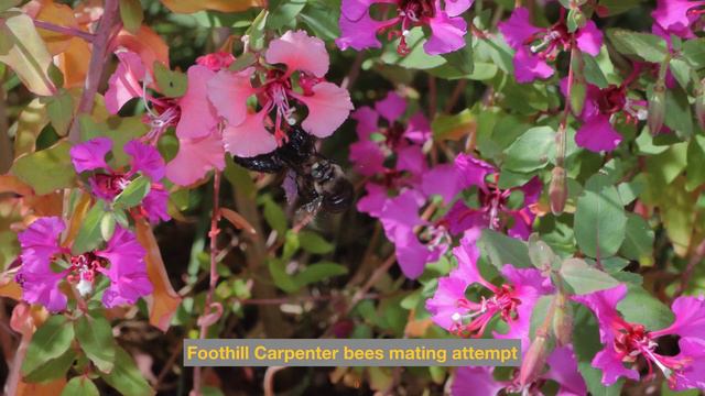 Carpenter Bees, Large and Small смотреть онлайн