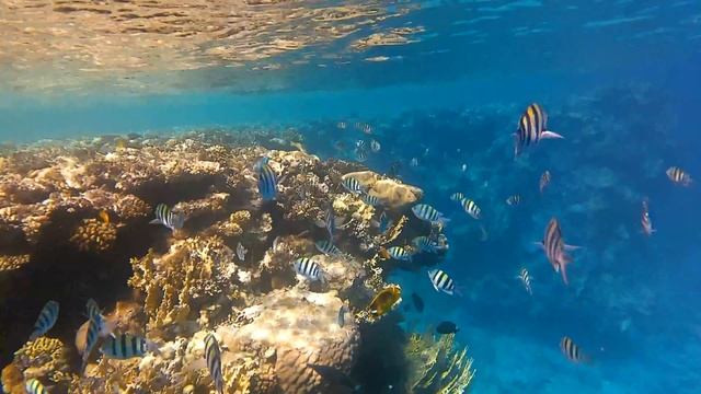 Танец рыб на Красном море смотреть онлайн