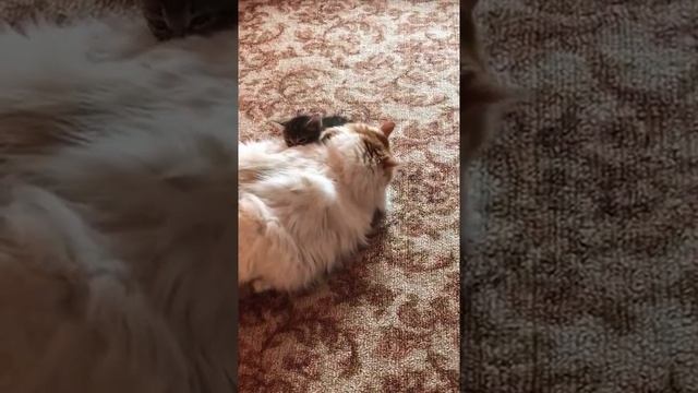 Знакомство кошки и уличного котенка. Кадры, трогающие до слез! смотреть онлайн