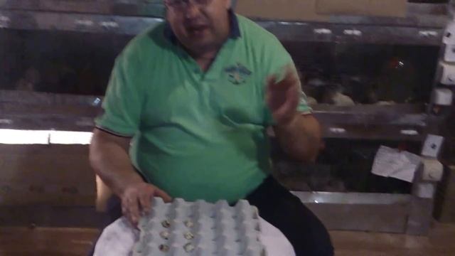 Вот так хорошо! Яйца перепелов для инкубации. Как правильно вывести в инкубаторе перепелов видео смотреть онлайн