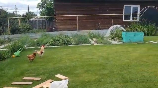 Купание утки в бассейне под кукареканье петуха 2021 смотреть онлайн