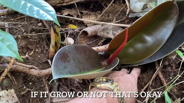 BEST WAY TO PROPAGATE A RUBBER TREE CUTTINGS | ABANDON METHOD смотреть онлайн