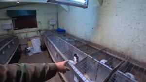 КРОЛЬЧАТ ПОЛНО