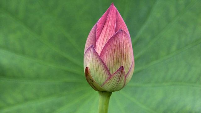 Foot Binding in China: The Terrible and Banned Practice to achieve a Questionable Beauty-Lotus Shoe смотреть онлайн