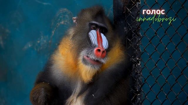 Я влюбилась в крокодила - ©️Inna Dobrozi 02.04.2023 смотреть онлайн