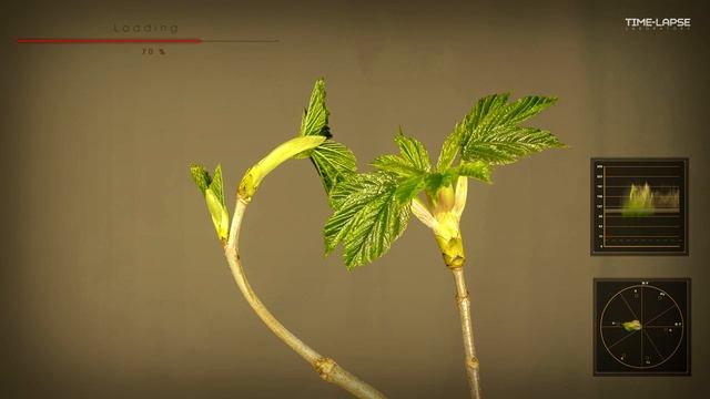 Клён. Кленовый лист. Как растет и распускается . Ускоренная съемка Time laps смотреть онлайн