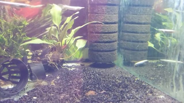 Полурыл (дермогенис) Серебряный Dermogenys pusilla "Silver" смотреть онлайн