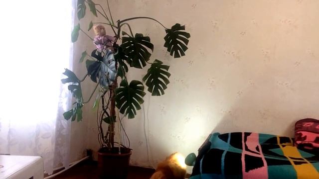 Монстера и моё отношение к ней. Уход за Монстерой смотреть онлайн