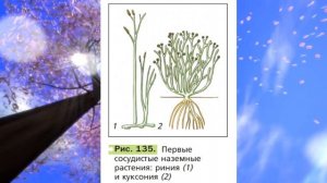 Биология, 6 кл., § 27 "Историческое развитие растительного мира"