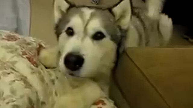 Прикольный песик смотреть онлайн