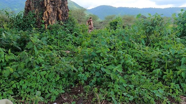 Travel in 2021: Safari in Tanzania, Ngorongoro смотреть онлайн