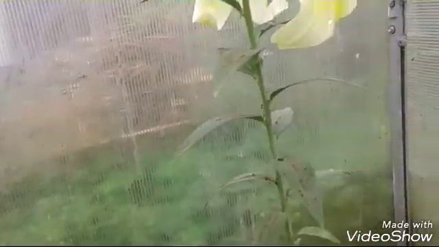 Лилии в теплице.Лилия"Пинк Планет" и "Конка д'Ор" смотреть онлайн