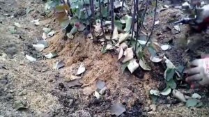 Отделение клонового подвоя яблони 54-118 ручным секатором.