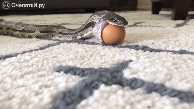ЗМЕЯ ЗАГЛАТЫВАЕТ ЯЙЦО