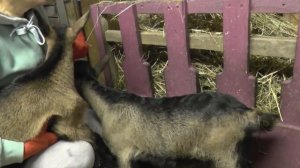 Как вырастить здоровых козлят_ КОРМЛЕНИЕ В ВОЗРАСТЕ 1 МЕСЯЦА _ч.3