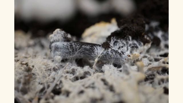 Разумная цивилизация грибов. Китай и многое другое. смотреть онлайн