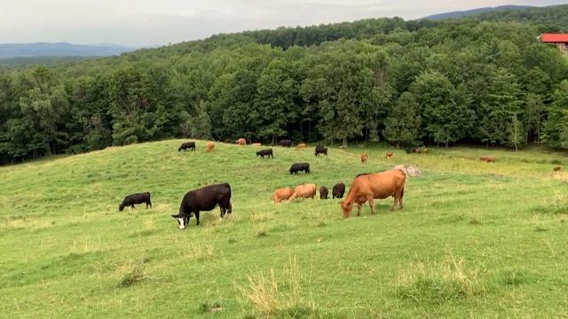Корова Муу/ Мычание коров/ Изучаем Домашний скот/ Звуки животных, № 2 смотреть онлайн