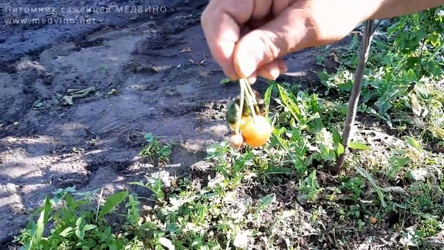 Как правильно рвать черешню и обзор черешни Румяное личико смотреть онлайн