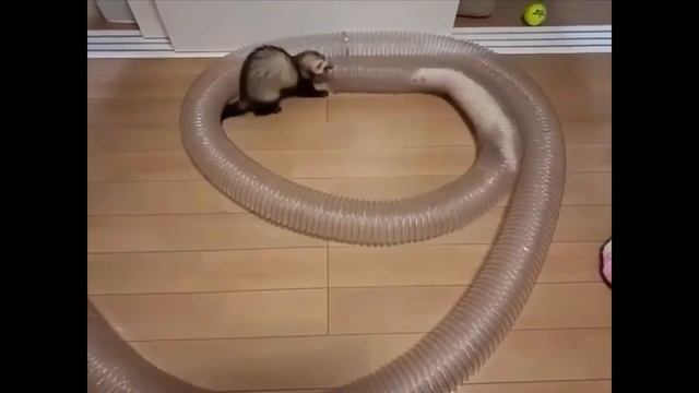 Cutest Animals! Cute Baby Animals Videos Compilation Cute Moment Of The Animals #7