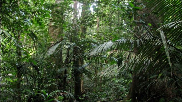 Top 10 Biggest and Popular Rainforests in the world. смотреть онлайн