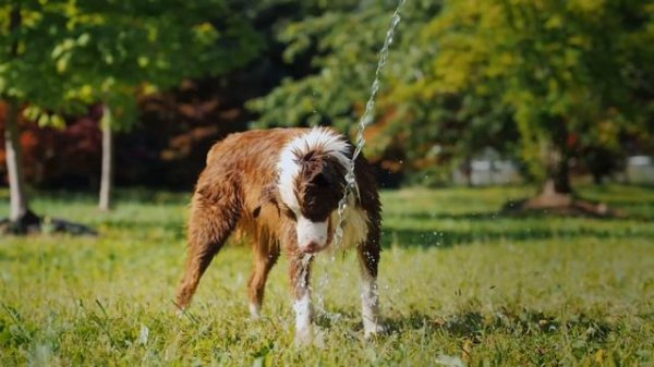 Baby Animals 4K (60 FPS)-Cute Baby Animals And Their Journeys To New Experiences With Relaxing Musi
