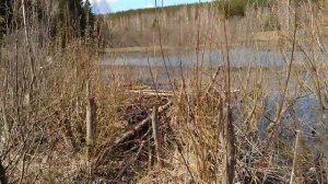 ПОСТРОИЛИ КРУТОЙ ПИРС ДЛЯ РЫБАЛКИ ?/ КАК СДЕЛАТЬ МОСТИК СВОИМИ РУКАМИ?