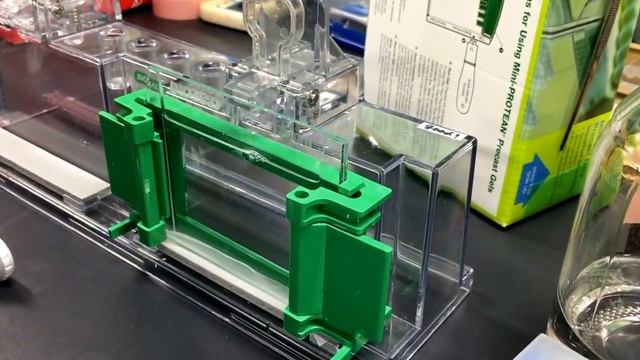 How to make Western Blot gel смотреть онлайн