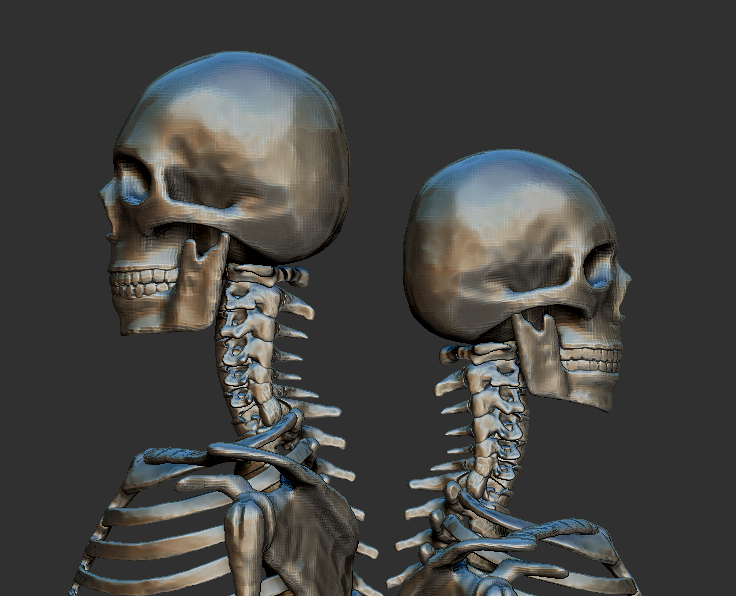 скелет человека (the Human Skeleton)