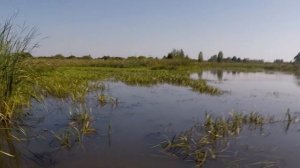 Классическая охота со спаниелем на утку. Спаниель в деле.