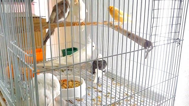 Содержание корелл и канареек в одной клетке смотреть онлайн