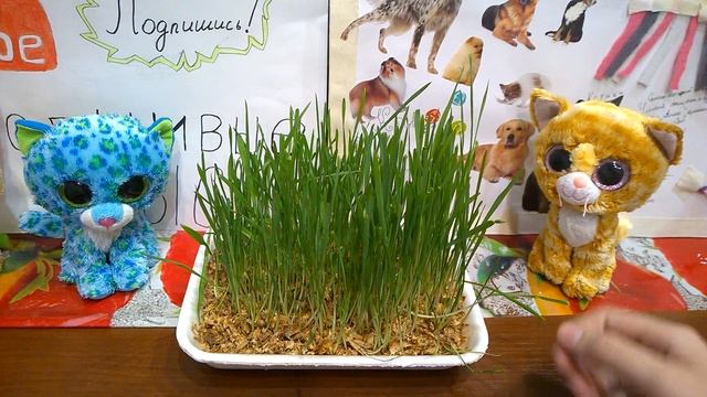 Как вырастить травку для грызуна/крыски? смотреть онлайн