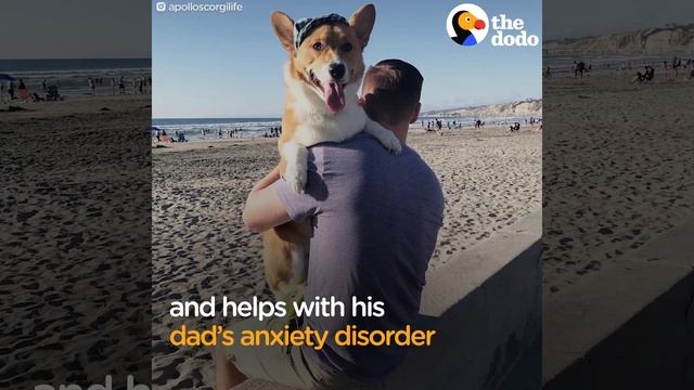 Corgi And Dad Do EVERYTHING Together | The Dodo смотреть онлайн