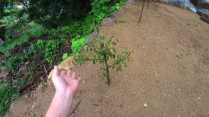 Наша дача в Корее. Как продвигается работа? KOREA VLOG