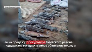 На Ямале наказали браконьеров за незаконную добычу осетра